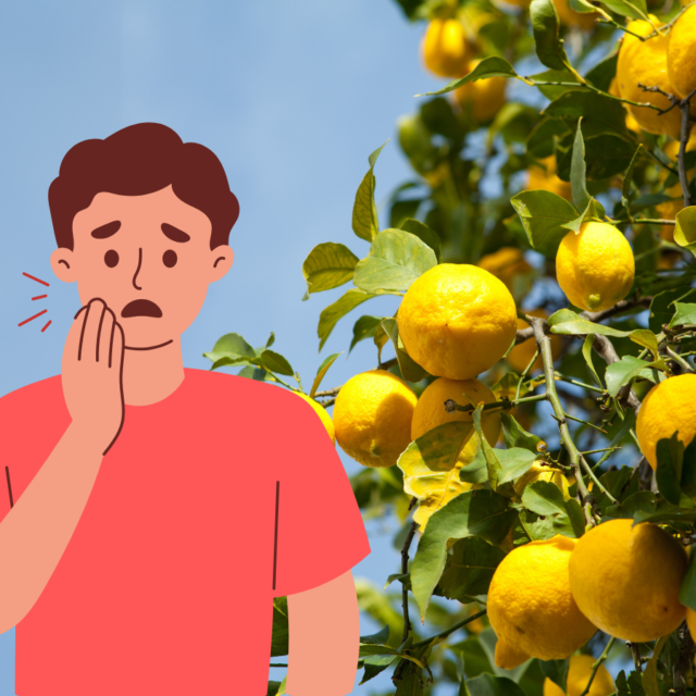 学芸大学の歯医者・玄和堂歯科診療所　ブログ　虫歯はないから安心は危険　酸で歯が溶ける「酸蝕歯」について